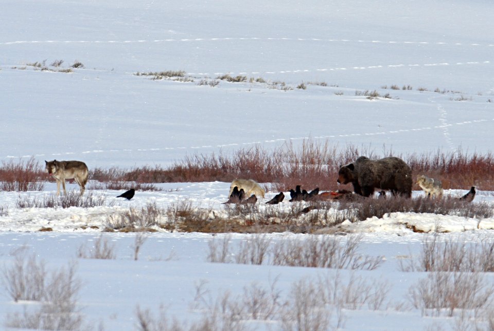 Grizzly, wolf, coyotes, ravens on carcass