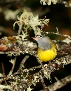 813 - CONNECTICUT WARBLER (6-6-2018) south county line road, bayfield county, wi -05