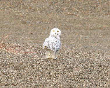 OWL, SNOWY (9-16-08) Gambell, Ak -01