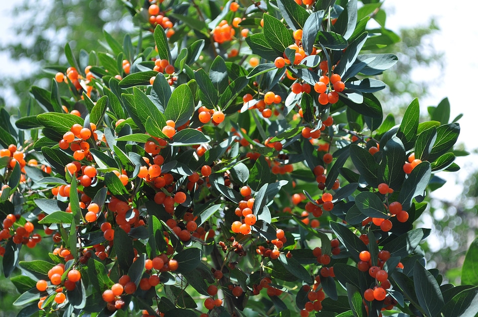 Green fruit in the summer time