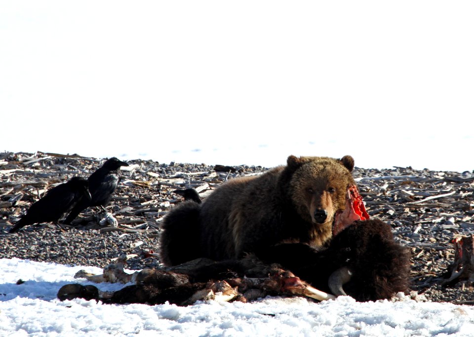 Grizzly bear on bison carcass