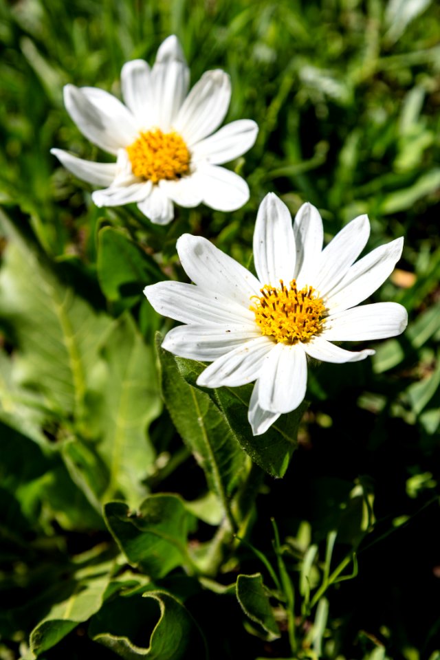White Mule Ears - Wyethia helianthoides