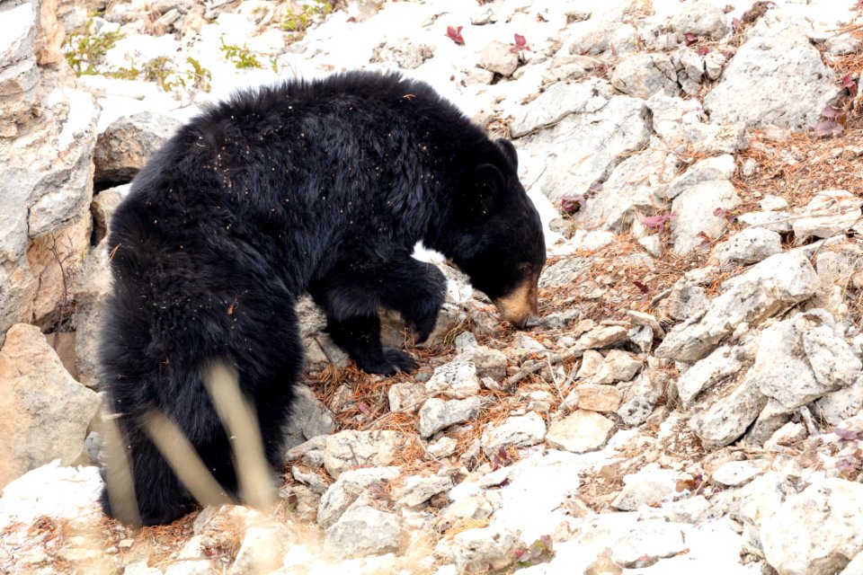 A young black bear searches for food on a talus slope