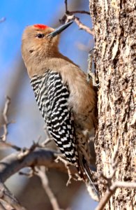 525 - GILA WOODPECKER (1-23-2021) san pedro house, cochise co, az -01