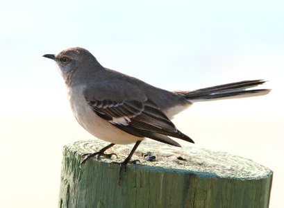 MOCKINGBIRD, NORTHERN -1
