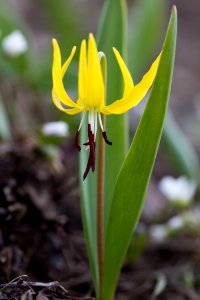 Glacier Lily - Erythronium grandiflorum