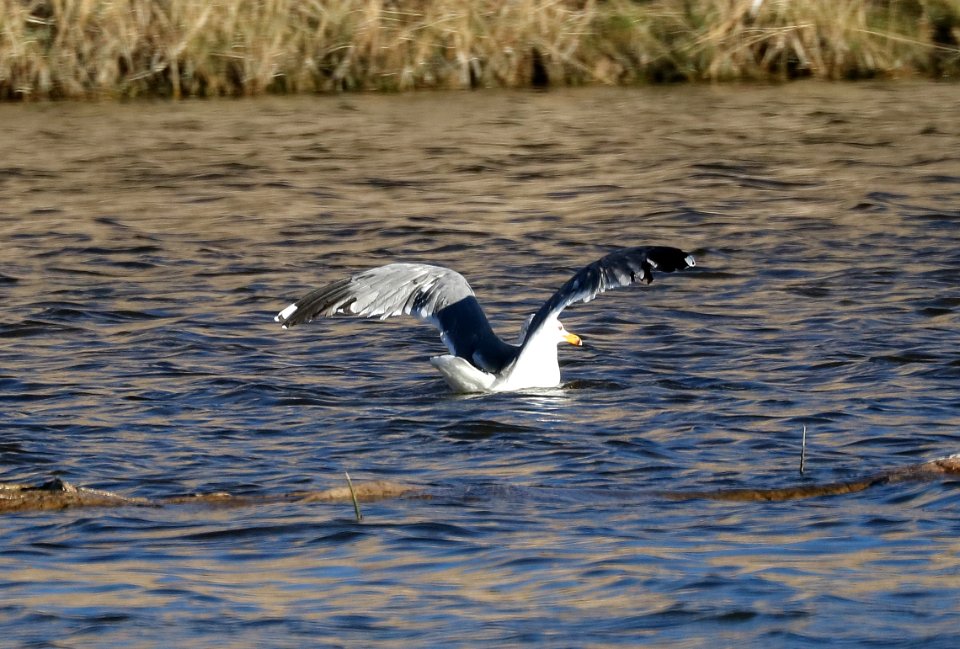 363 - CALIFORNIA GULL (3-17-2017) at spillway, patagonia lake, santa cruz co, az -04