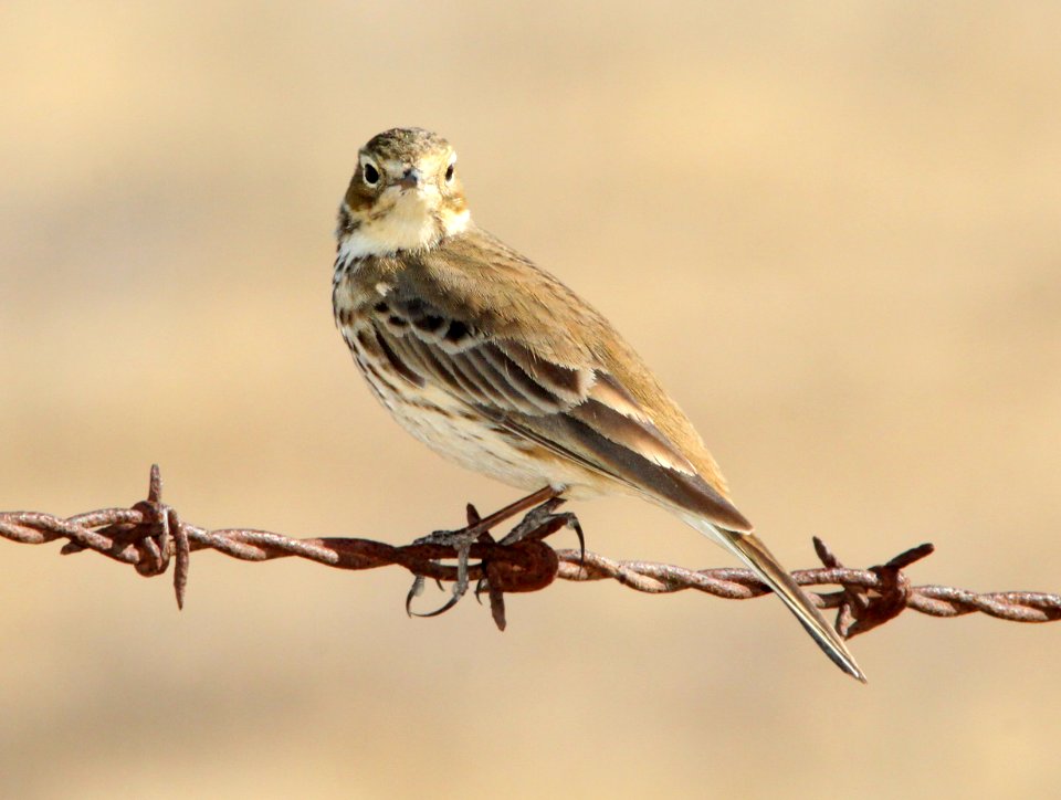 PIPIT, AMERICAN (11-9-09) sprague hill rd, carrizo, slo co, ca -03
