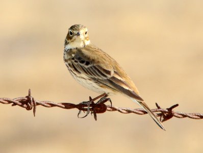 PIPIT, AMERICAN (11-9-09) sprague hill rd, carrizo, slo co, ca -03