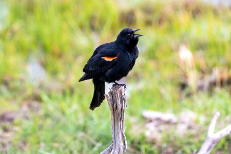 Red-winged blackbird (Agelaius phoeniceus) calling
