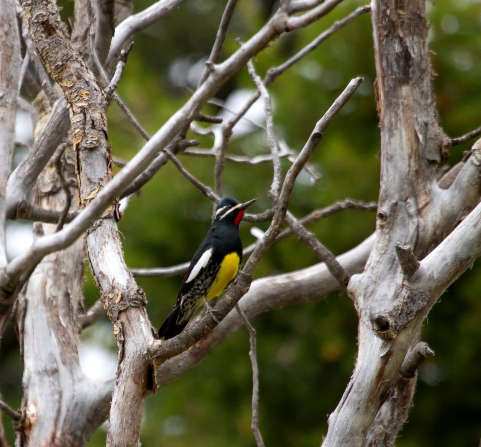 Williamson's sapsucker
