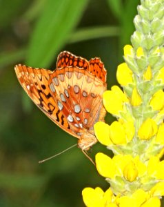 FRITILLARY, GREAT SPANGLED (Speyeria cybele) (6-12-2017) daniel boon native gardens, boon, watuga co, nc-02