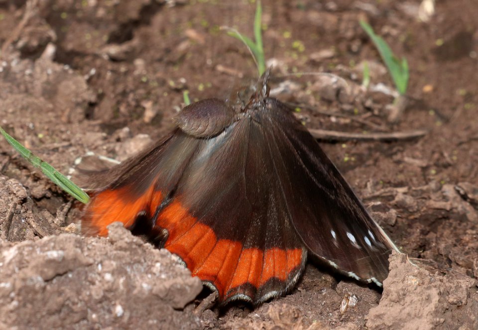 SATYR, RED-BORDERED (Gyrocheilus patrobas) (9-16-2020) 7200 ft, along woodchutes trail, north of poweline tank, prescott nat forest, yavapai co, az -05
