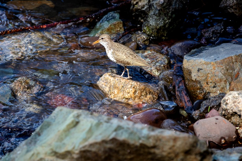 Spotted sandpiper (Actitis macularius) looking for food along the Yellowstone River