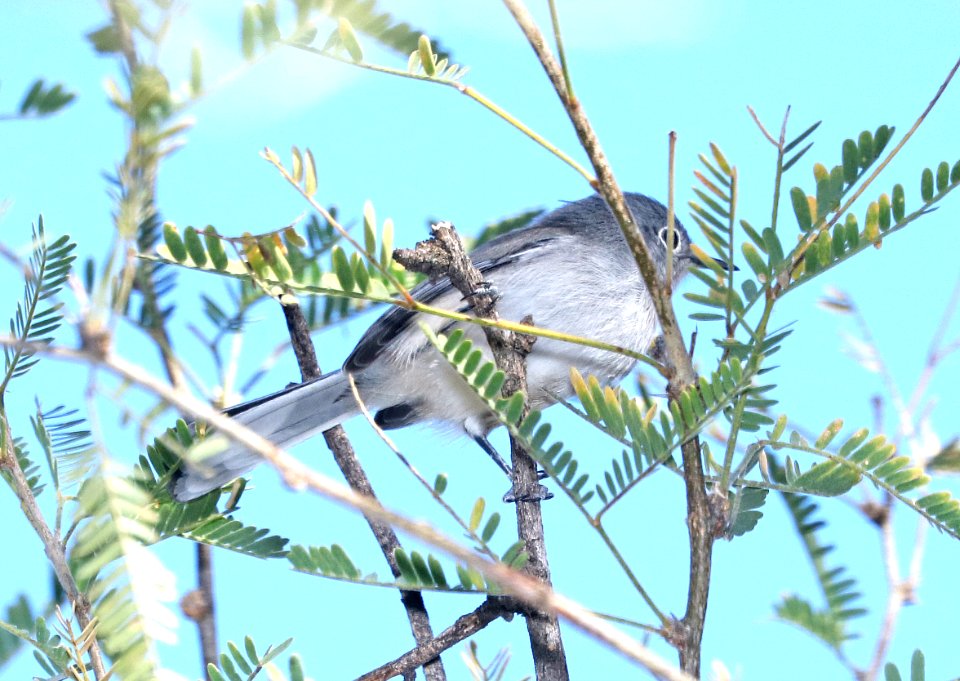 704 - BLACK-CAPPED GNATCATCHER (11-18-2017) patagonia lake birding trail, santa cruz co, az -01
