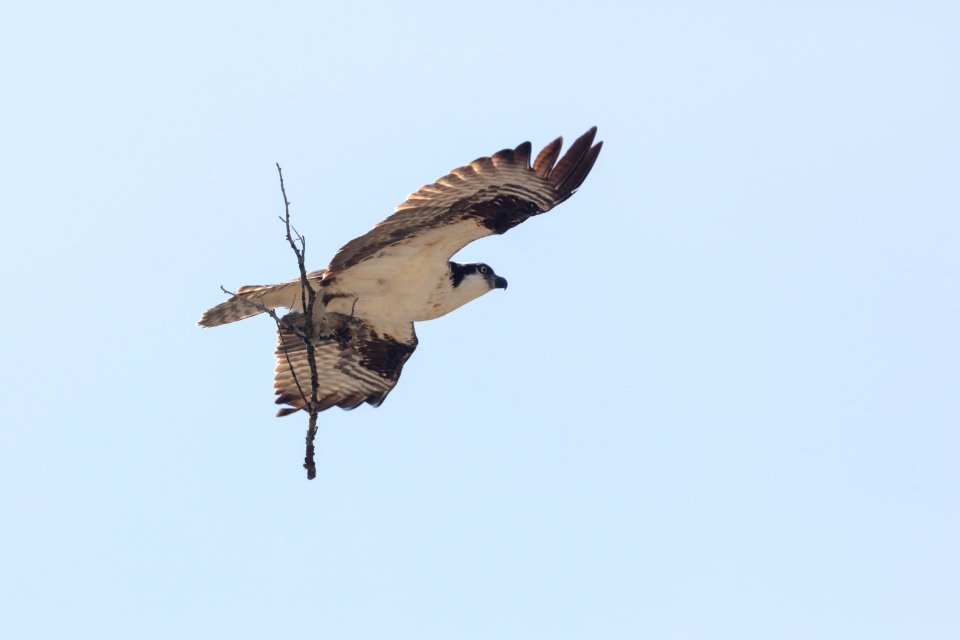 Osprey rebuilding the nest in early spring photo