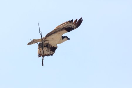 Osprey rebuilding the nest in early spring