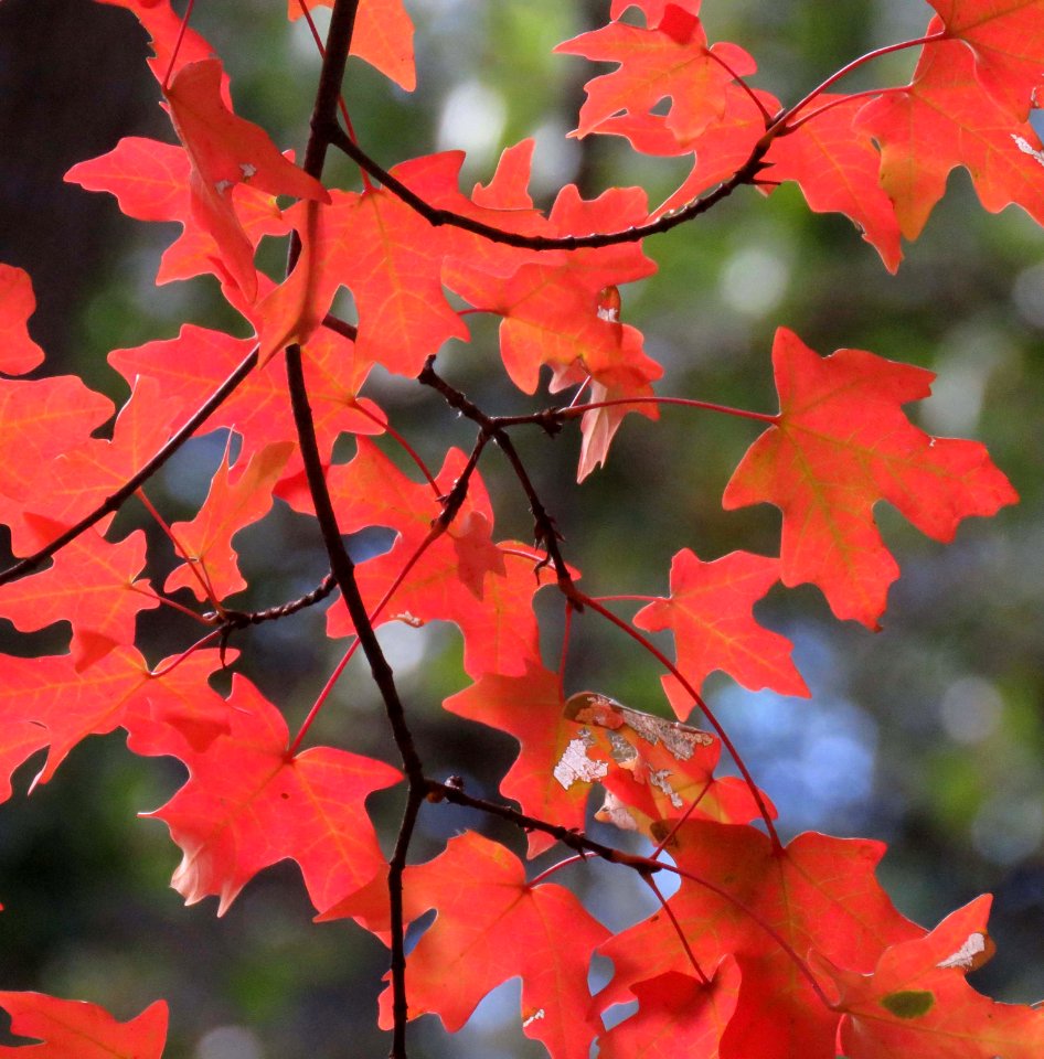 HUACHUCA MOUNTAINS, Ramsey Canyon, AZ (11-2-2019) fall color -31