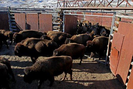 8 of 35 Bison are allowed to spread out after they are first caught in the sorting corral 3190 photo