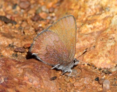 ELFIN, BROWN (Callophrys augustinus) (2-9-14) lower humboldt cyn, patagonia mts, scc, az