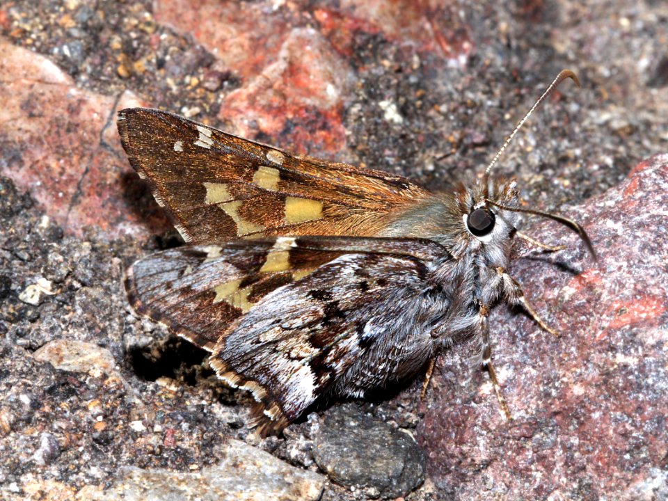 SKIPPER, SHORT-TAILED (Zestusa dorus) (3-31-13) red mountain road, s of patagonia, sco, az -01