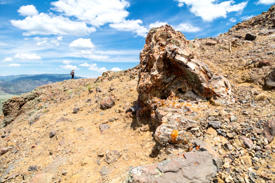 Hiker and Petrified Wood
