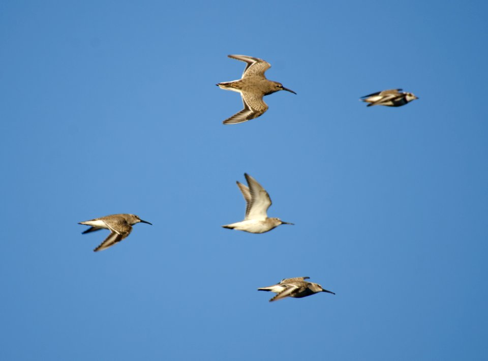 Dunlins in flight photo