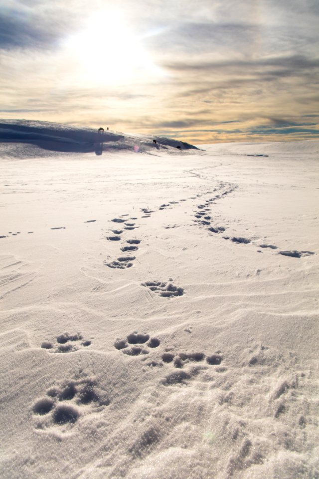 Wolf track sunset in Hayden Valley
