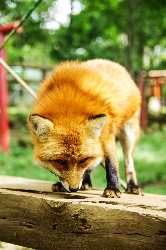 Animal fox cute