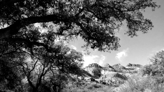 ROCK CORRAL CANYON - Atascosa Mts (3-22-14) -04 photo