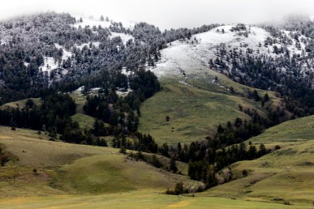 Termination dust on Mt. Everts with elk herd