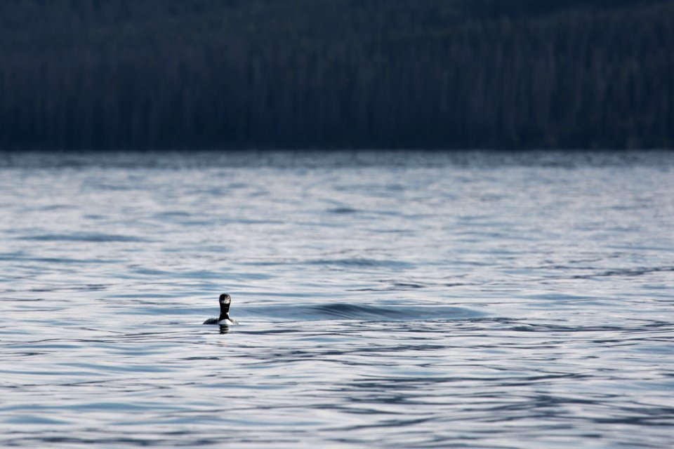 Common Loon in the southeast arm of Yellowstone Lake