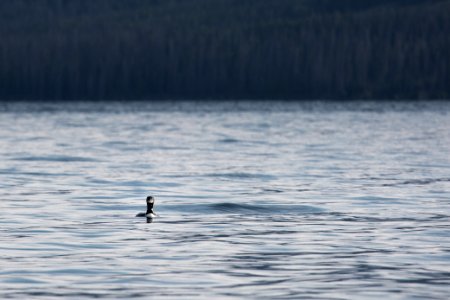 Common Loon in the southeast arm of Yellowstone Lake