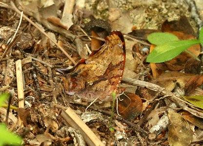 QUESTION MARK (Polygonia interrogationis) (5-5-2019) lost maples state park, bandera co, tx -03 photo
