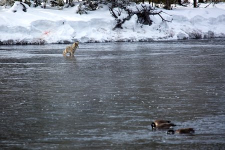 Coyote fishing in the Madison River photo