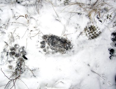 Wolf, bear and human tracks
