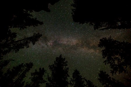 Milky Way and lodgepole pines