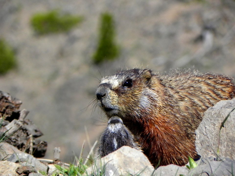 Marmot with young