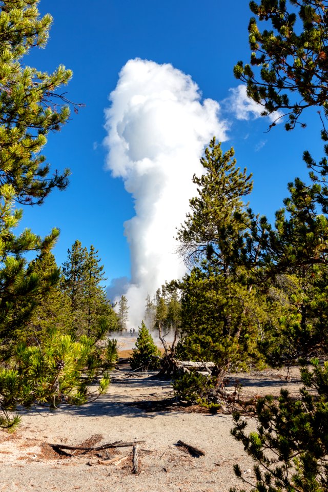 Steamboat Geyser eruption seen through the trees (portrait)