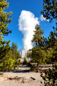 Steamboat Geyser eruption seen through the trees (portrait) photo