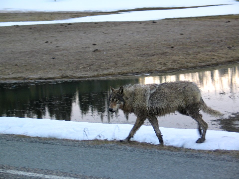 Wolf at Sedge Bay (9)