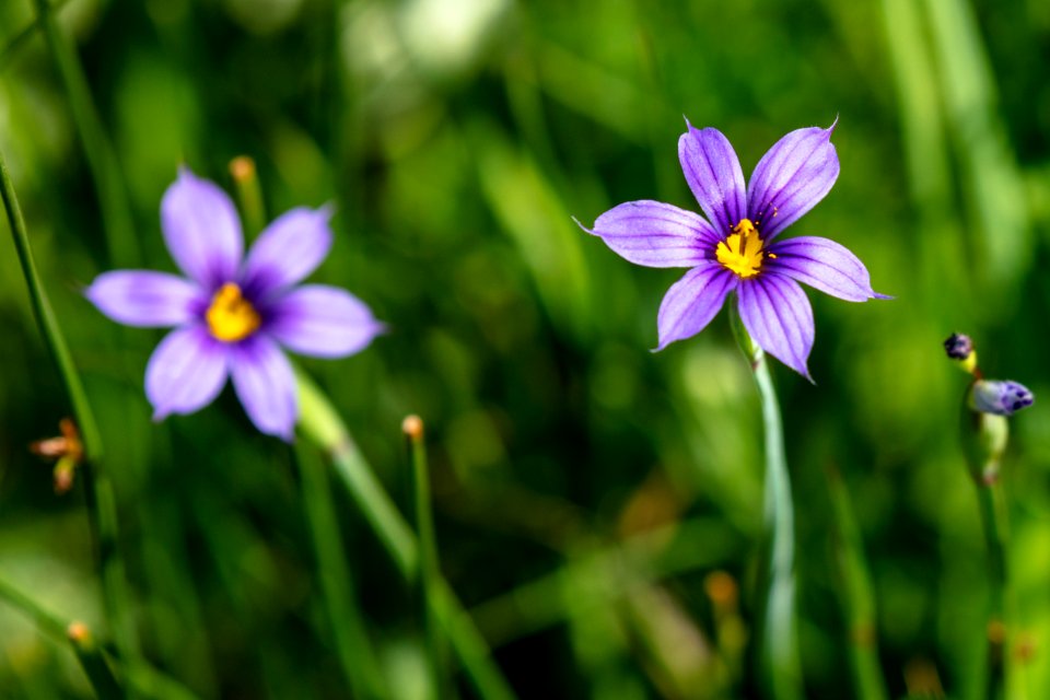Common blue-eyed grass - Sisyrinchium montanum