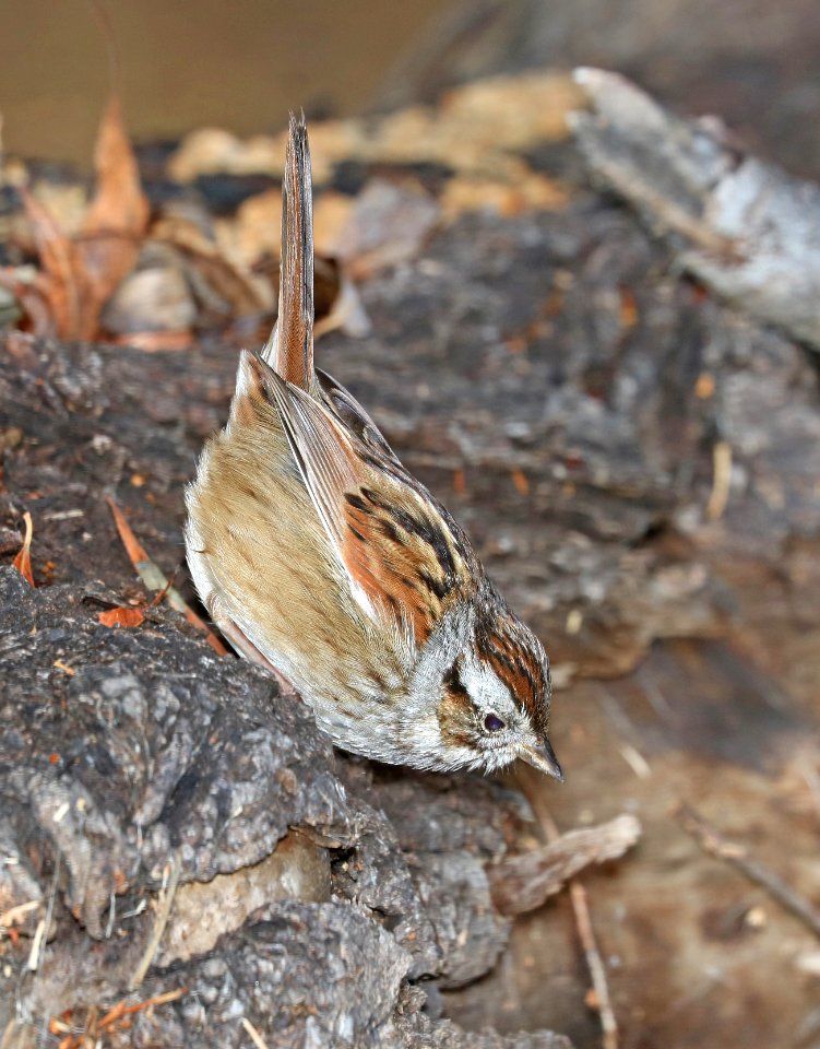 894 - SWAMP SPARROW (2-19-2017) patagonia lake, santa cruz co, az -03