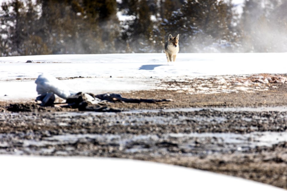 Coyote near Daisy Group (2)