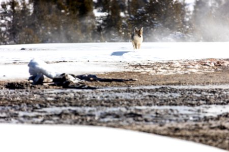 Coyote near Daisy Group (2) photo