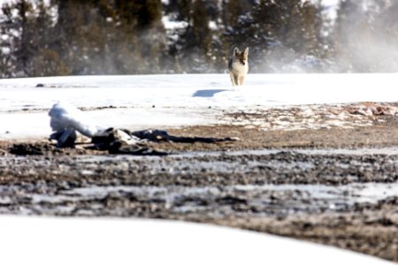Coyote near Daisy Group (2)