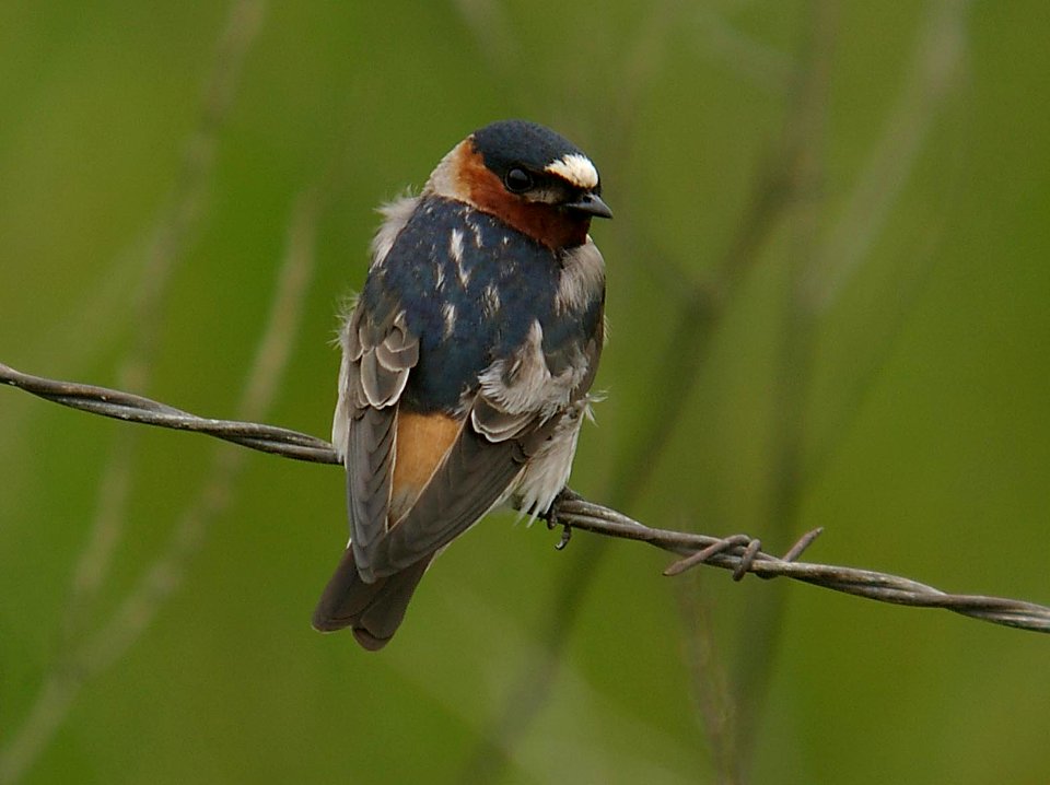 SWALLOW, CLIFF (4-27-06) bitterwater rd, carrizo plain area, slo co, ca