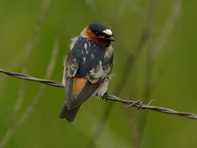 SWALLOW, CLIFF (4-27-06) bitterwater rd, carrizo plain area, slo co, ca