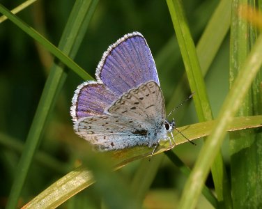 BLUE, ANNA NORTHERN (Lycaeides idas anna) (8-2-2020) 7700 ft, subalpine meadow, mt lassen, lassen co, ca -01