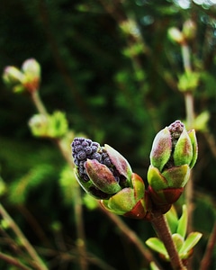 Spring bloom flower